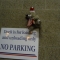 NO PARKING BEAR