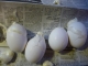 Busted Eggs