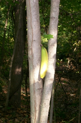 Banana 2
