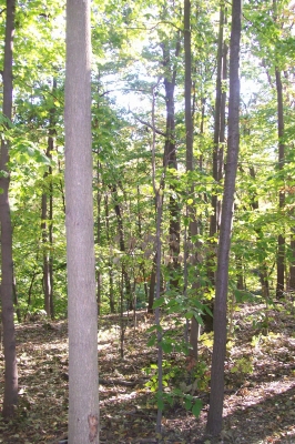 Can you find Banana 8?