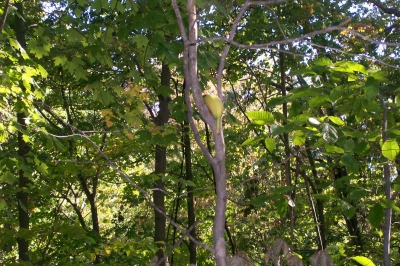 Close-up on Banana 8