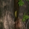 Banana 6