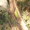 Banana 10