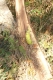 Banana 10