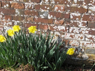 Garden Wall