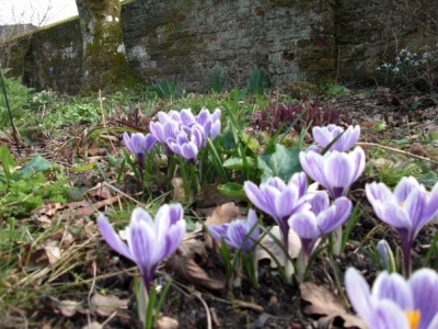 chawton 