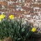 Garden Wall
