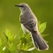 Profile_NorthernMockingbird