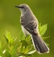 Profile_NorthernMockingbird