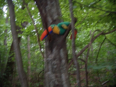 Woods walk 1