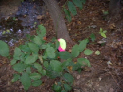 Woods walk 2