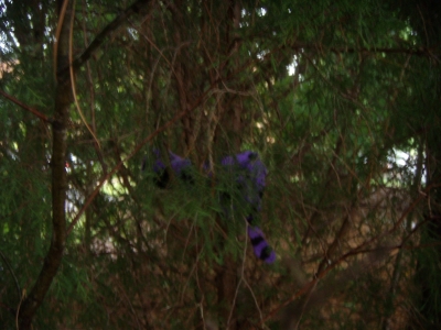 Cary 1