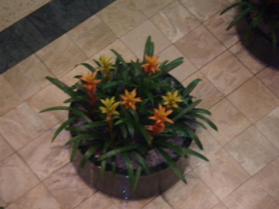 Bromeliads Bromeliads