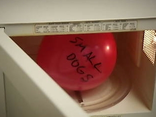 smalldogsa.bmp smalldogsa.bmp