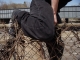 Here help jumps a chain-link fence.