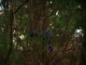 Cary 1