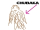 Chubaka drawing