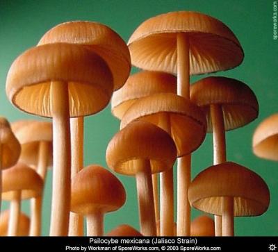 psilocybe_mexicana2.jpg
