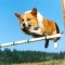 corgi1.jpg