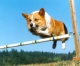 corgi1.jpg