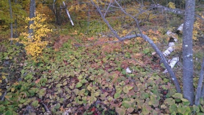No trail. Just veg. No trail. Just veg.