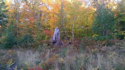Tree. Tree.