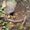Animal Hole.
