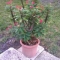 Potted Plant Distribution by ThreeKoi Potted Plant Distribution by ThreeKoi