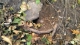 Animal Hole.