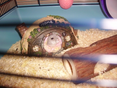 Mr snuggles