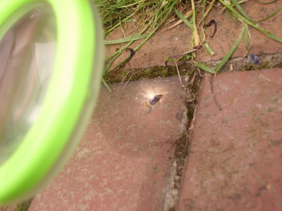 The light on the bug