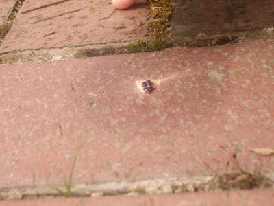 Dead bug