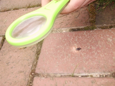 More burning of the bug