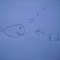 A Fish
