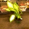 plant final.jpg