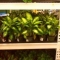 Potted Plant Distribution by Wesley Potted Plant Distribution by Wesley