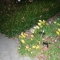 flowers and bit-o-lamp