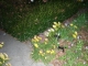 flowers and bit-o-lamp