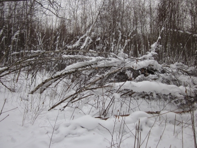 Birches Felled by Ice Birches Felled by Ice