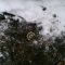 the treasure-tin