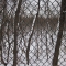 Chain-Link Fence and Trees Inside the Reservoir