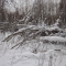 Birches Felled by Ice