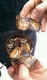decomposition