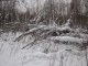 Birches Felled by Ice