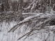 More Birches