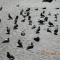 Scatter Pattern
