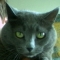 The Boo Kitty