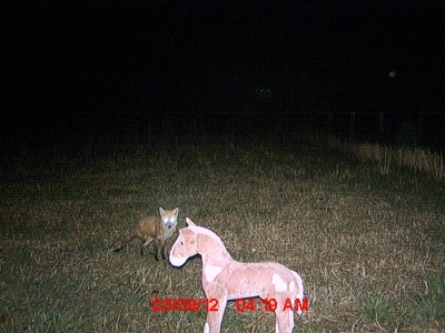 withhorse.JPG withhorse.JPG