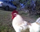 cocky.jpg