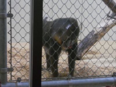 I ran through the baboon house, since I hate baboons. I stopped only to photograph the moment.